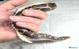 Snake reptiles for sale: Male Kenyan Sand Boa - Image 3