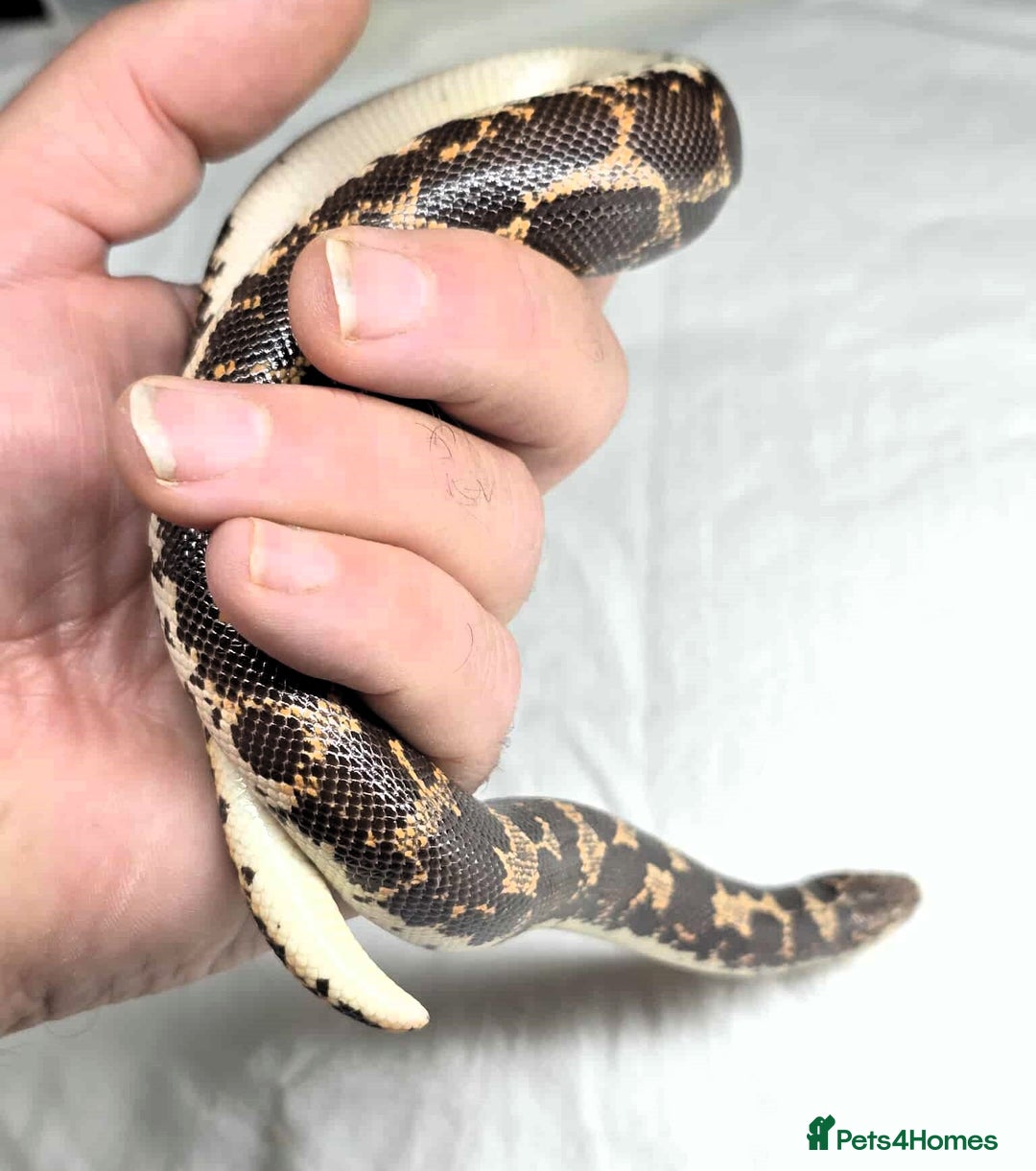 Snake reptiles for sale: Male Kenyan Sand Boa - Image 3