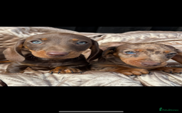 Dachshund dogs for sale: Miniature smooth coat dachshunds  - Image 1