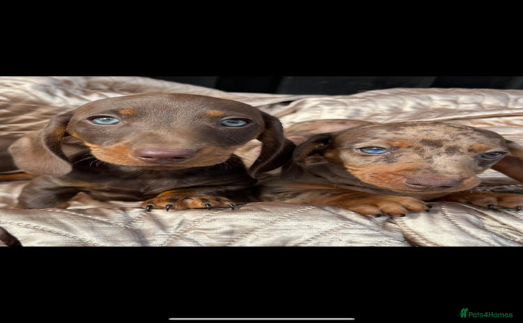Dachshund dogs - Advert 11