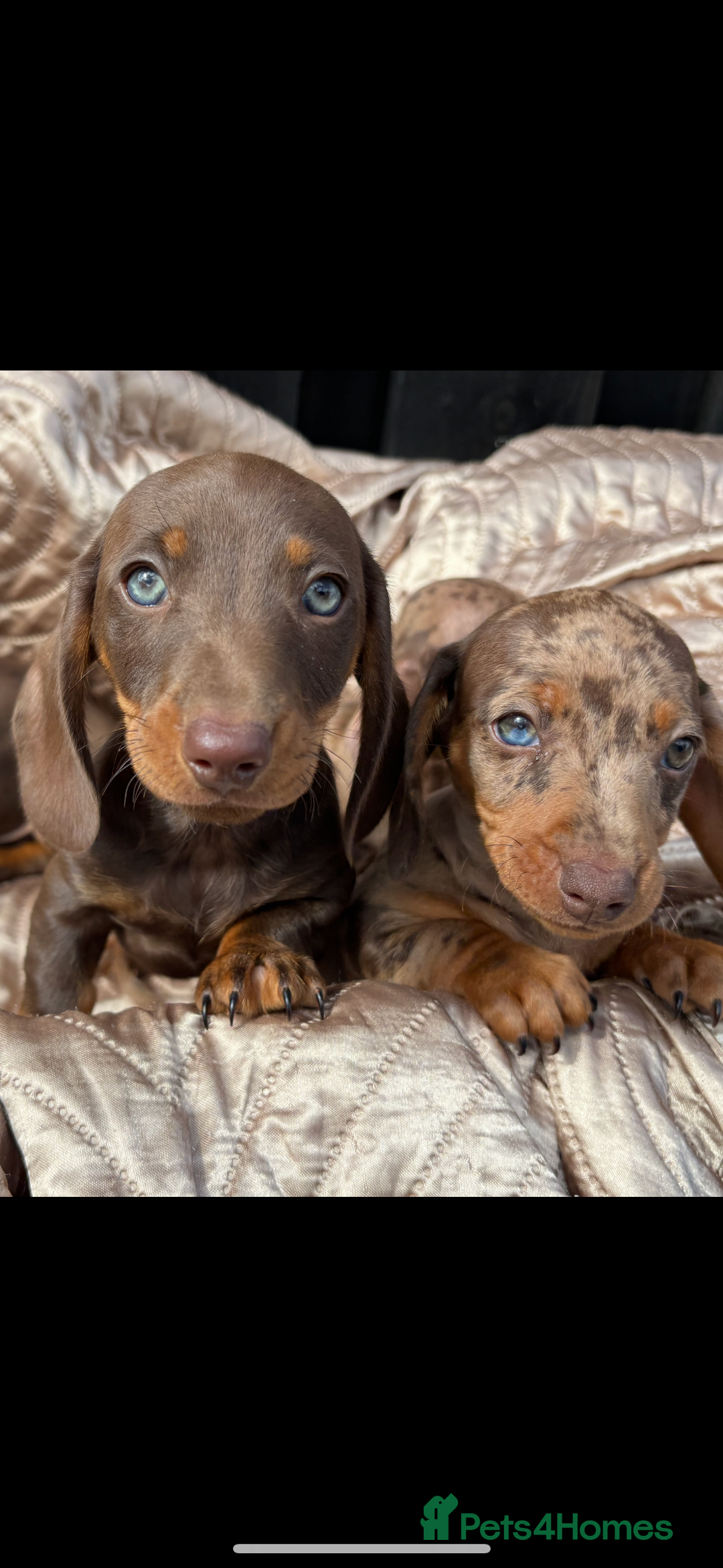 Dachshund dogs for sale: Miniature smooth coat dachshunds  - Image 1