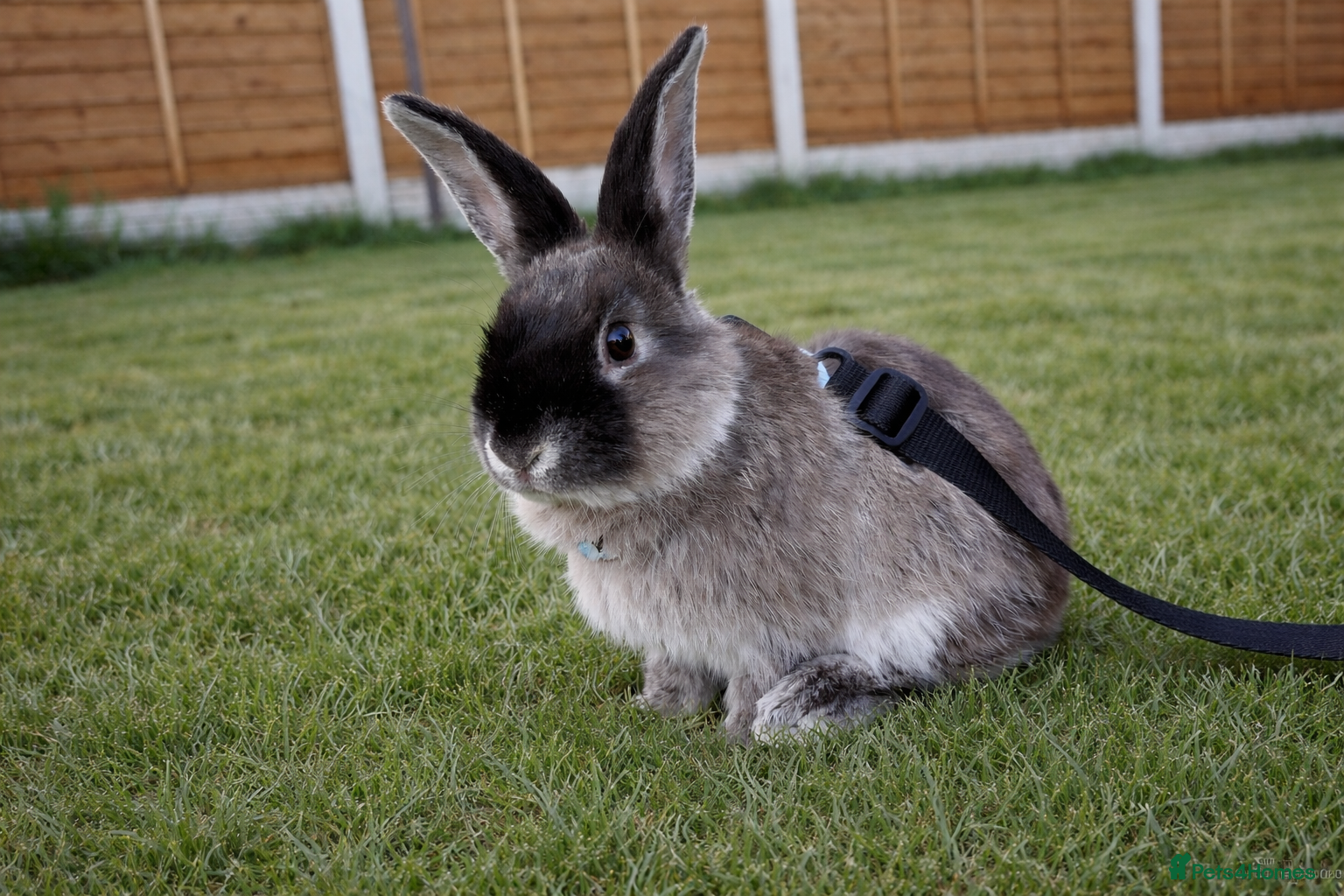 Rex rabbits Cage included /female baby rabbit bunny 4m - Advert 1