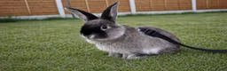 Rex rabbits for sale: Cage included /female baby rabbit bunny 4m - Advert 1