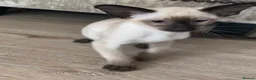 Siamese cats for sale: Chocolate point oriental  - Advert 7