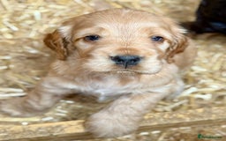 Cocker Spaniel dogs for sale: Adorable Cocker Spaniel Puppies - Image 5