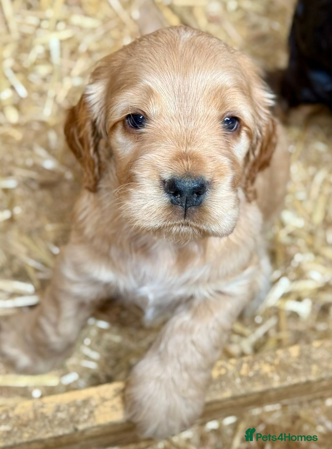 Cocker Spaniel dogs for sale: Adorable Cocker Spaniel Puppies - Image 5