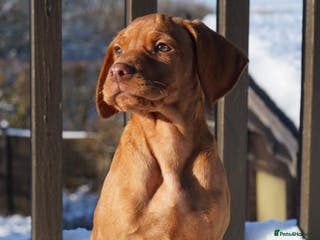 Hungarian Vizsla dogs Beautiful Fully Trained KC Hungarian Vizsla Puppy - Advert 6
