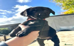 Springador dogs for sale: Gorgeous Springador’s looking for new homes!  - Image 4