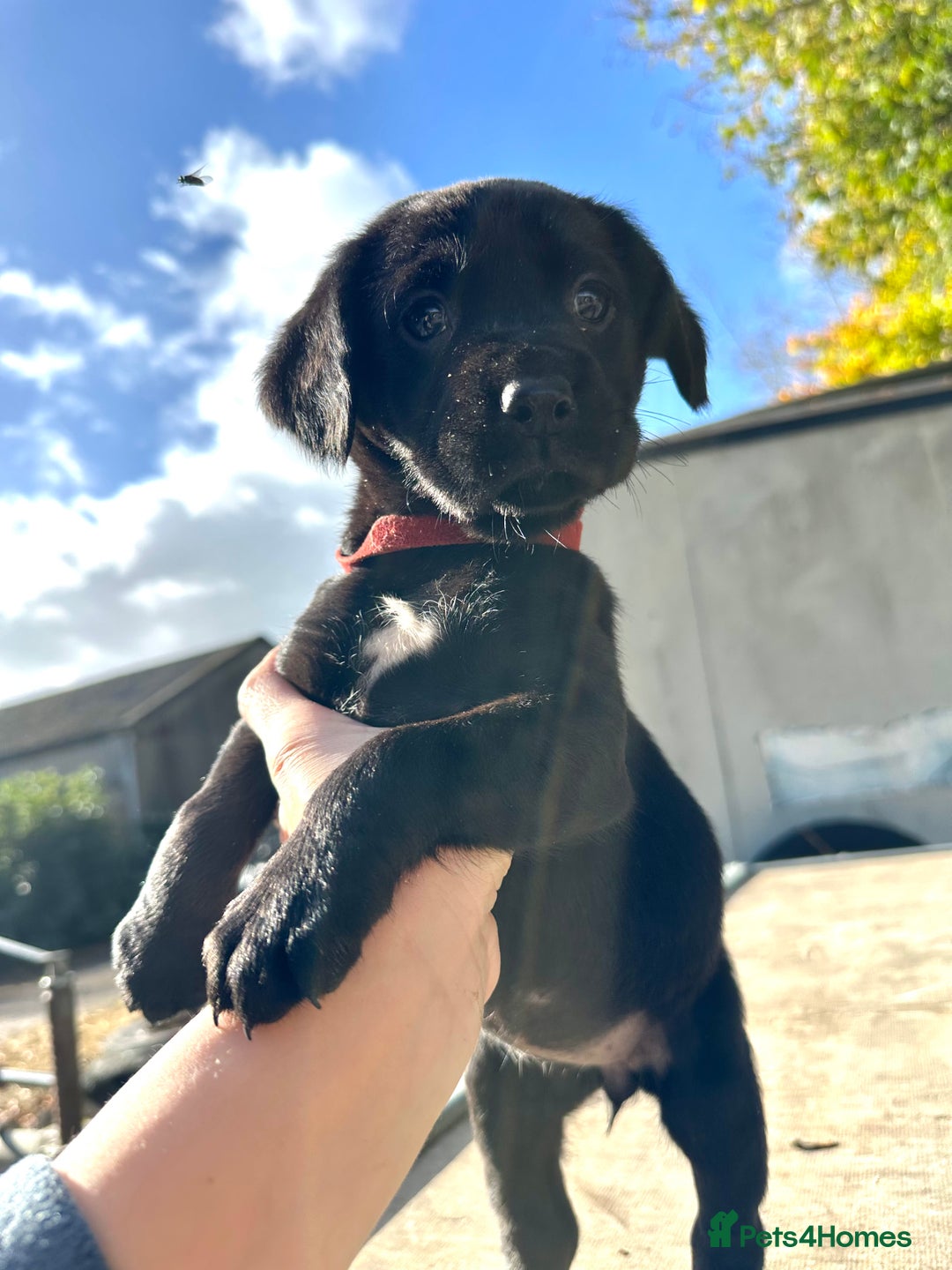 Springador dogs for sale: Gorgeous Springador’s looking for new homes!  - Image 4