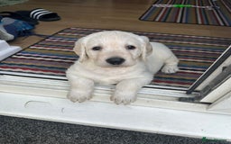 Labradoodle dogs for sale:  Unique,Exceptionally Bred F1 Labradoodles 🐾19/05 in Bristol - Image 17