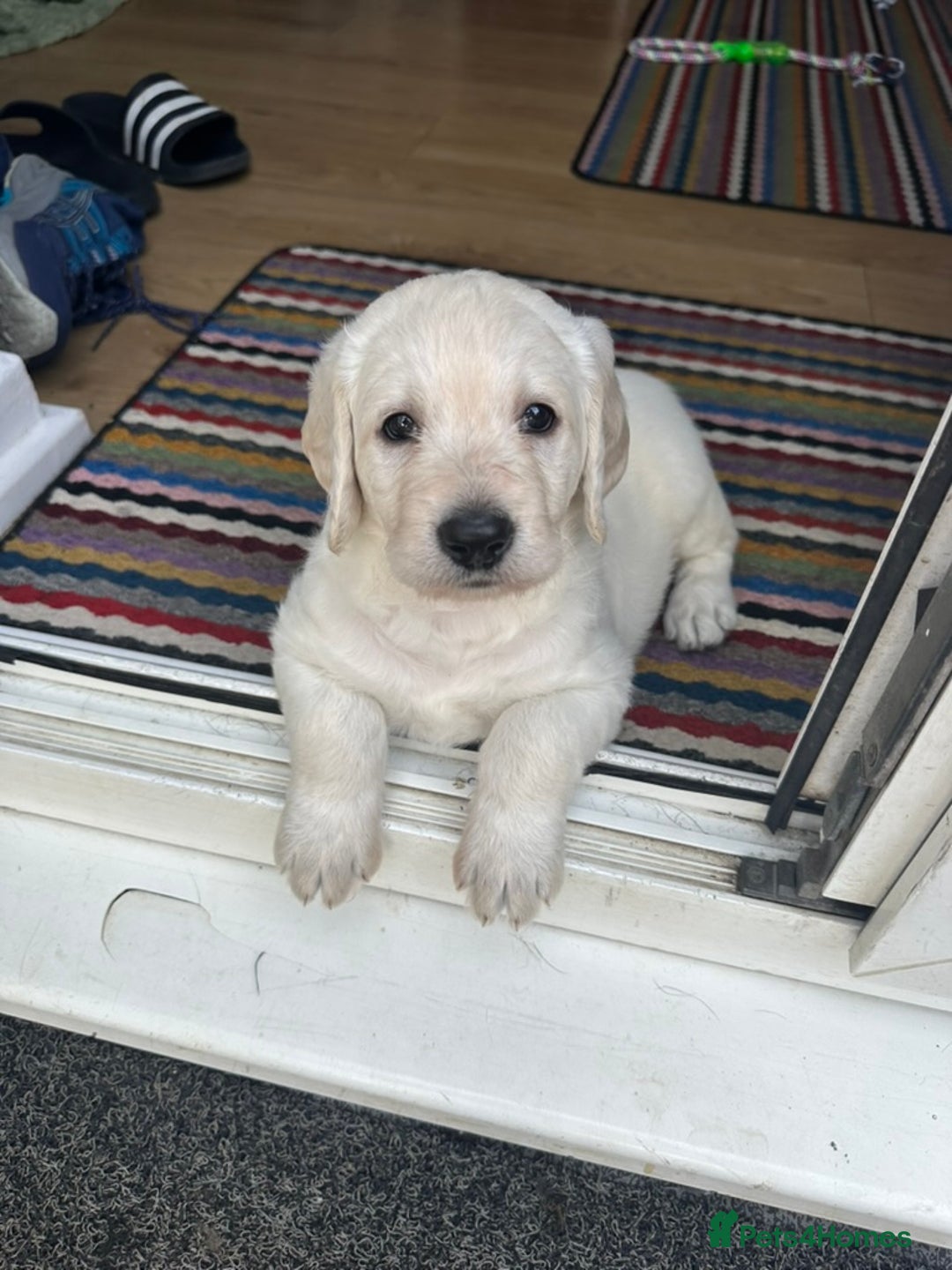 Labradoodle dogs for sale:  Unique,Exceptionally Bred F1 Labradoodles 🐾19/05 in Bristol - Image 17