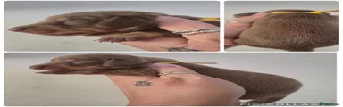 Miniature Dachshund 4