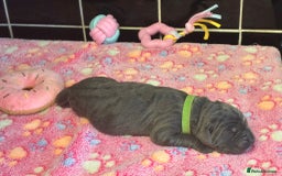 Cane Corso dogs for sale: 8 beautiful cane corsos  - Image 2