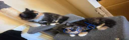 Mixed Breed cats for sale: 2 beautiful kittens  - Advert 12