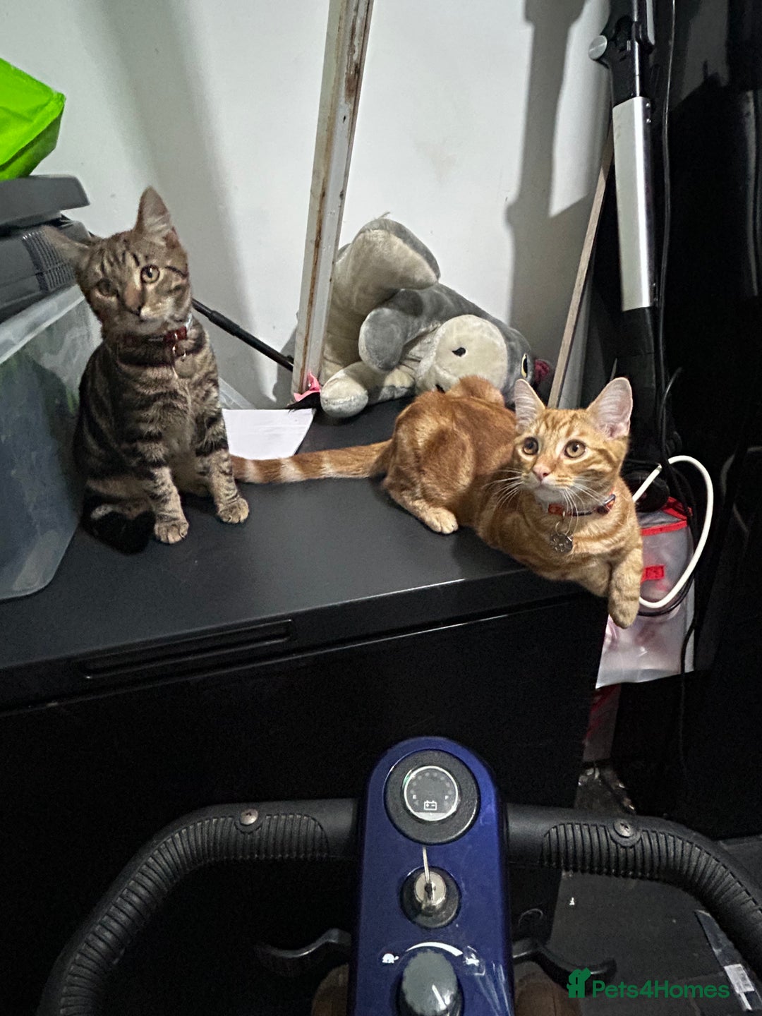 Bengal cats for sale: Bengal male looking for a loving home  - Advert 6