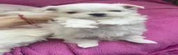 Maltese dogs for sale: Beautiful Maltese puppies home raised & socialised - Advert 17