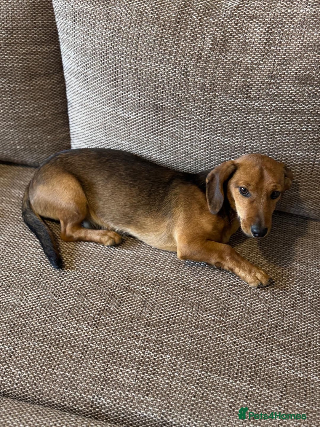 Mixed Breed dogs for adoption: Cutie pie Alex ready for his home - Advert 8