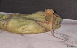 Bearded Dragon reptiles for sale: Baby bearded  dragons  - Image 16