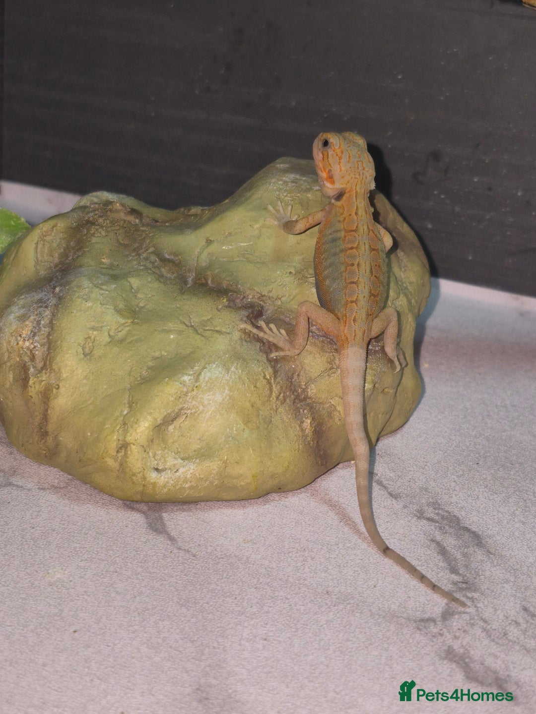 Bearded Dragon reptiles for sale: Baby bearded  dragons  - Image 16