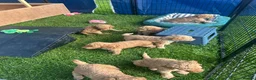 Standard Poodle dogs for sale: Apricot Standard Poodle Puppies  - Advert 7