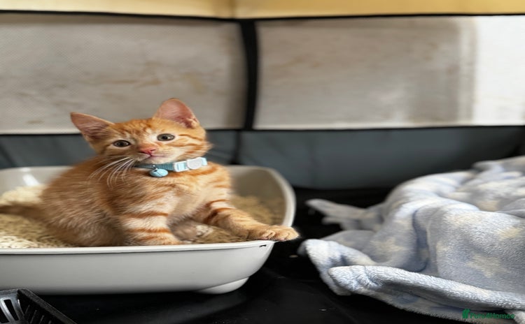 Domestic Shorthair cats - Advert 2