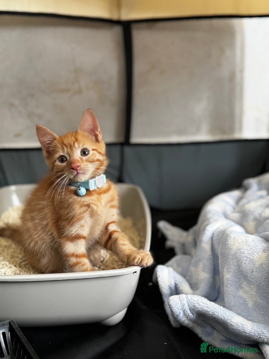 Domestic Shorthair cats for sale: Ginger Male Kitten – Domestic Shorthair - Image 1
