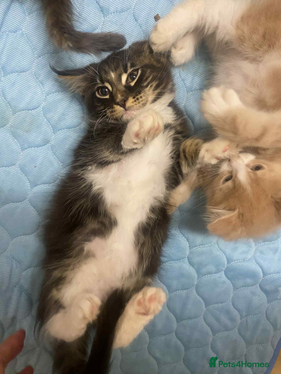Maine Coon cats for sale: Xl mainecoon kittens full breed non reg  - Image 9