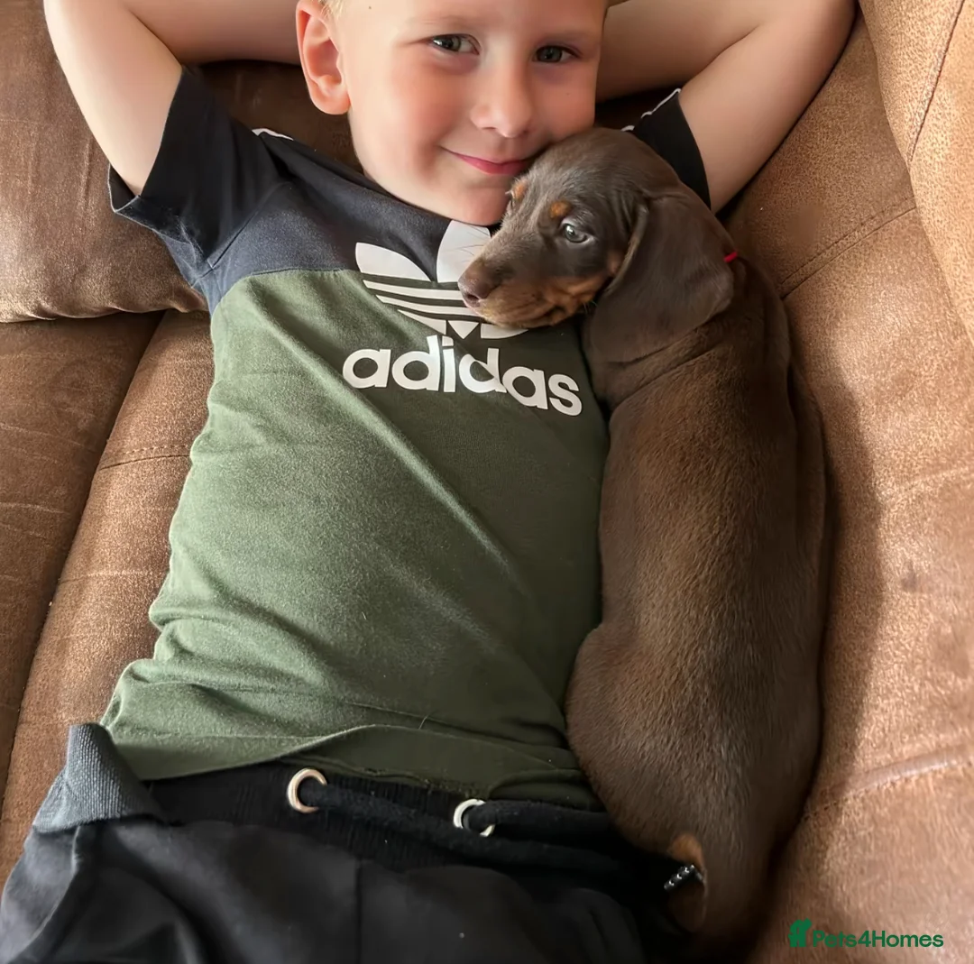 Miniature Dachshund dogs for sale: Miniature Dachshund puppy  - Advert 7