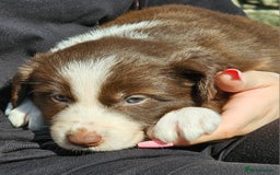 Border Collie dogs for sale: Red/White border collie puppies - Image 3