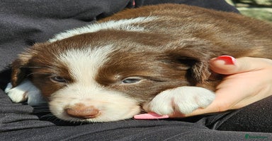 Border Collie dogs - Advert 2