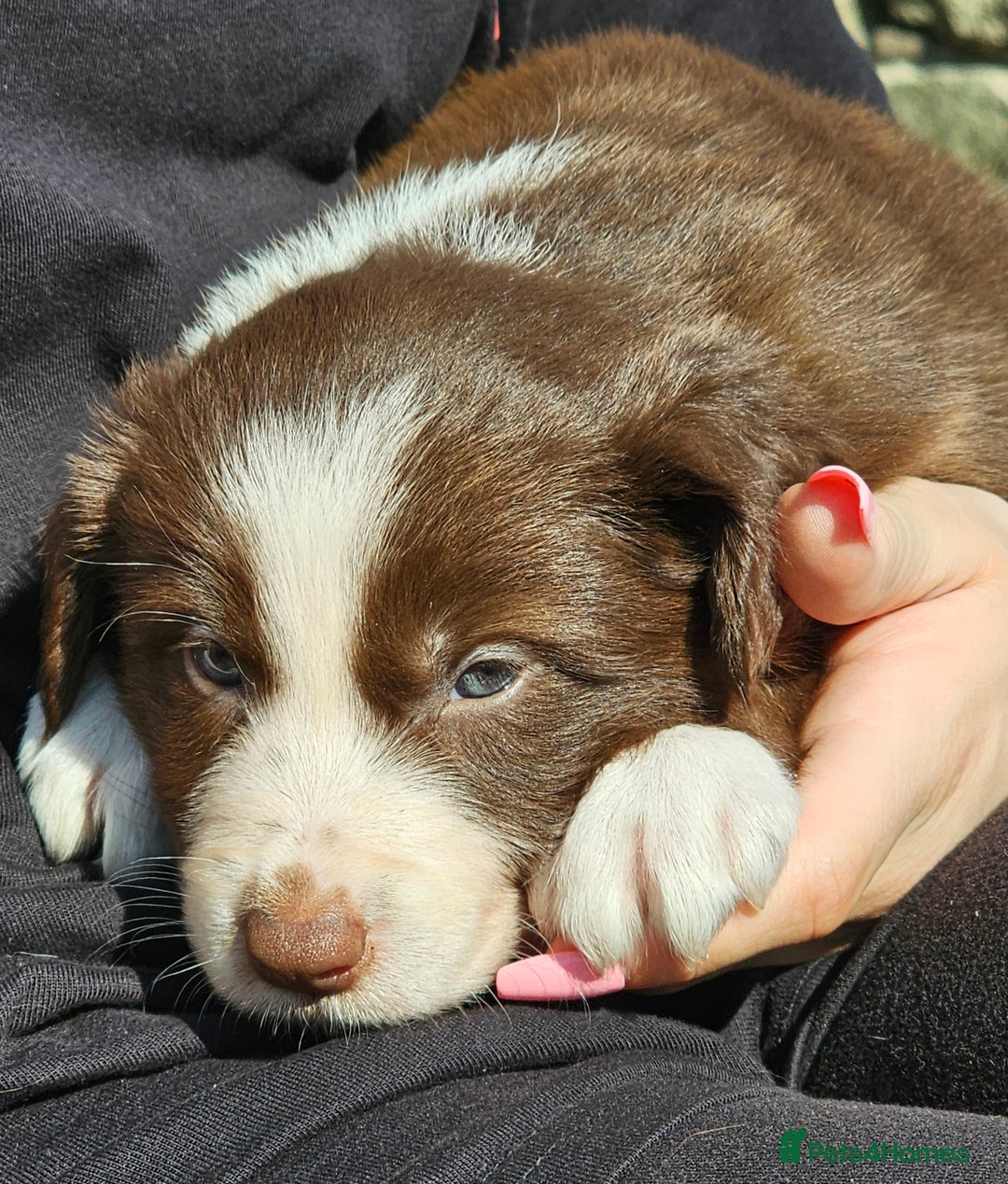 Border Collie dogs for sale: Red/White border collie puppies - Image 3