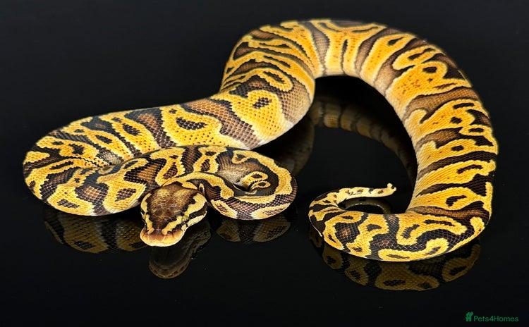 Python Snake reptiles - Advert 2