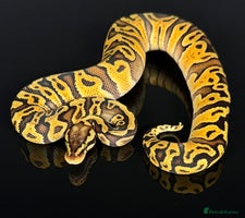 Python Snake reptiles - Advert 6