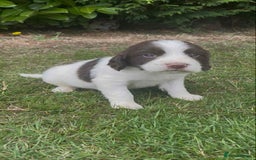 English Springer Spaniel dogs for sale: Beautiful litter of Springer spaniel puppies - Image 6