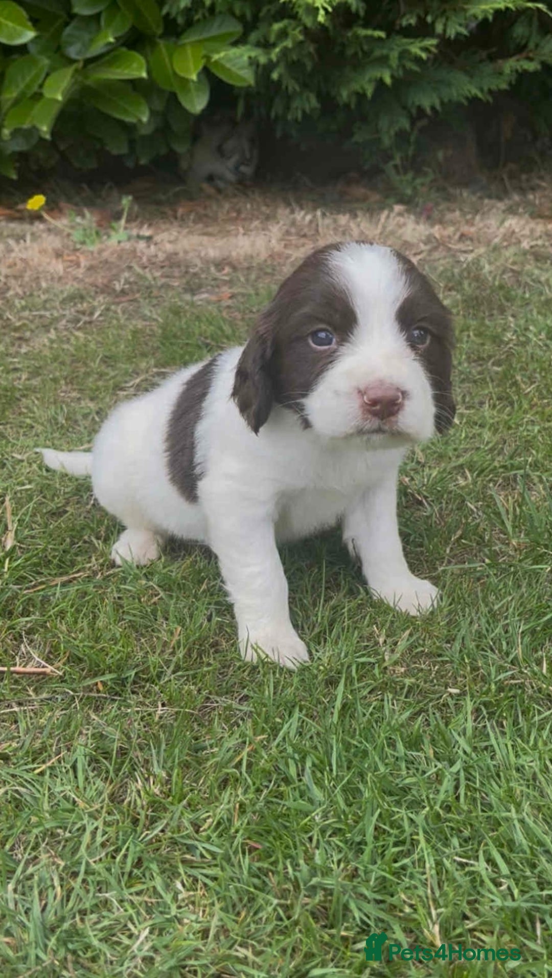 English Springer Spaniel dogs for sale: Beautiful litter of Springer spaniel puppies - Image 6