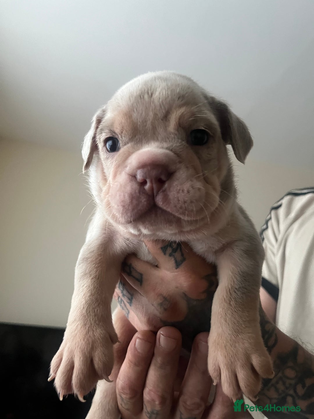 English Bulldog dogs for sale: English Bulldogs  - Image 29