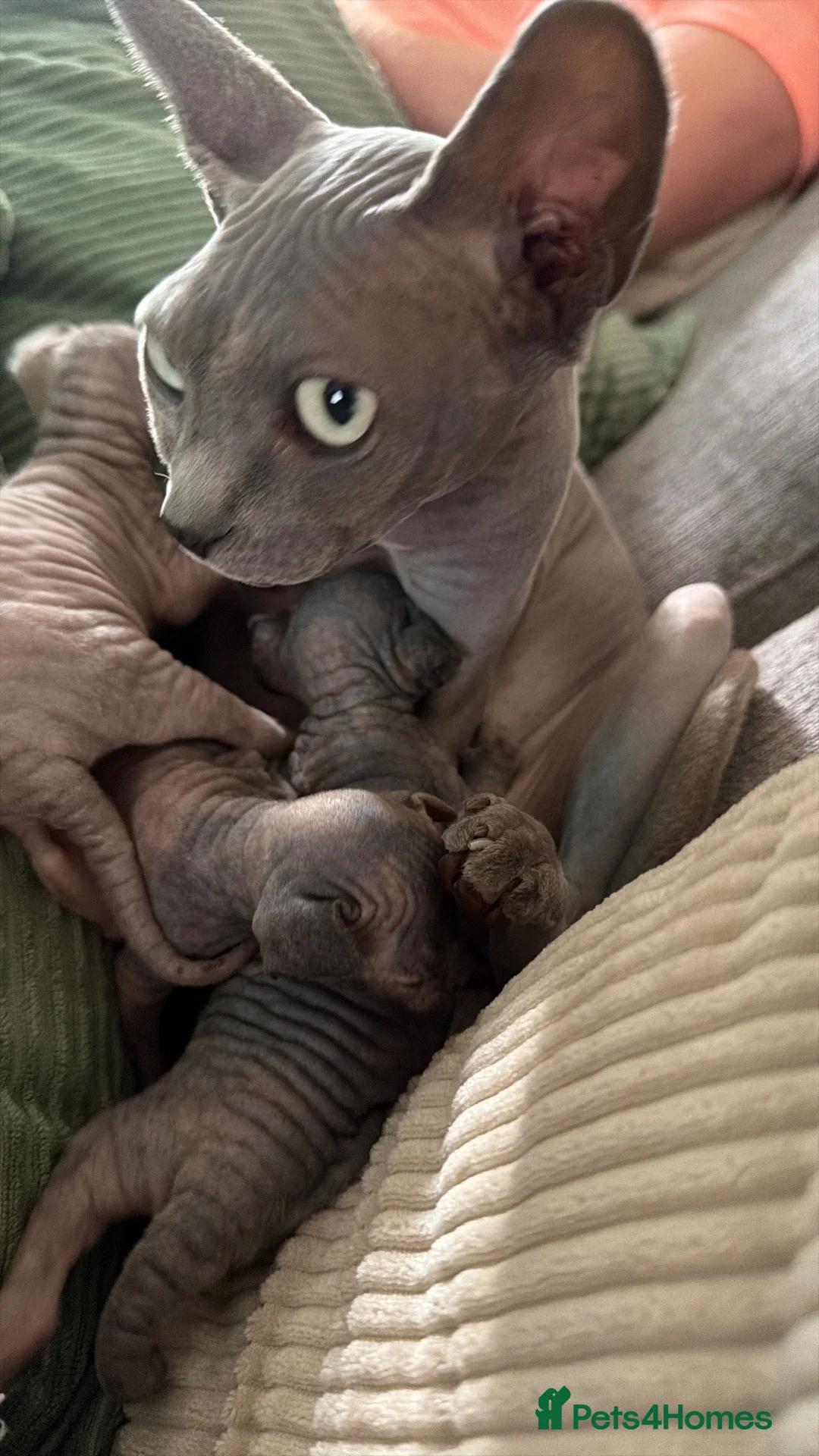 Sphynx cats for sale: Tortoiseshell female purebred sphynx - Advert 3