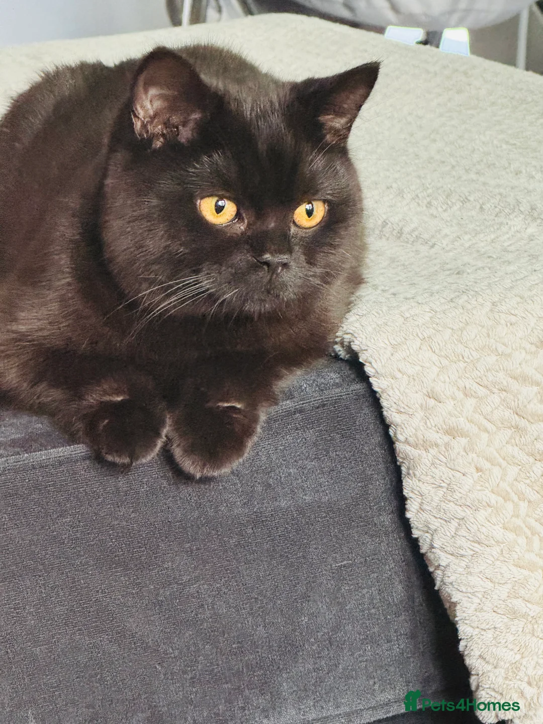 British Shorthair cats for sale: Black male British shorthair  - Advert 4