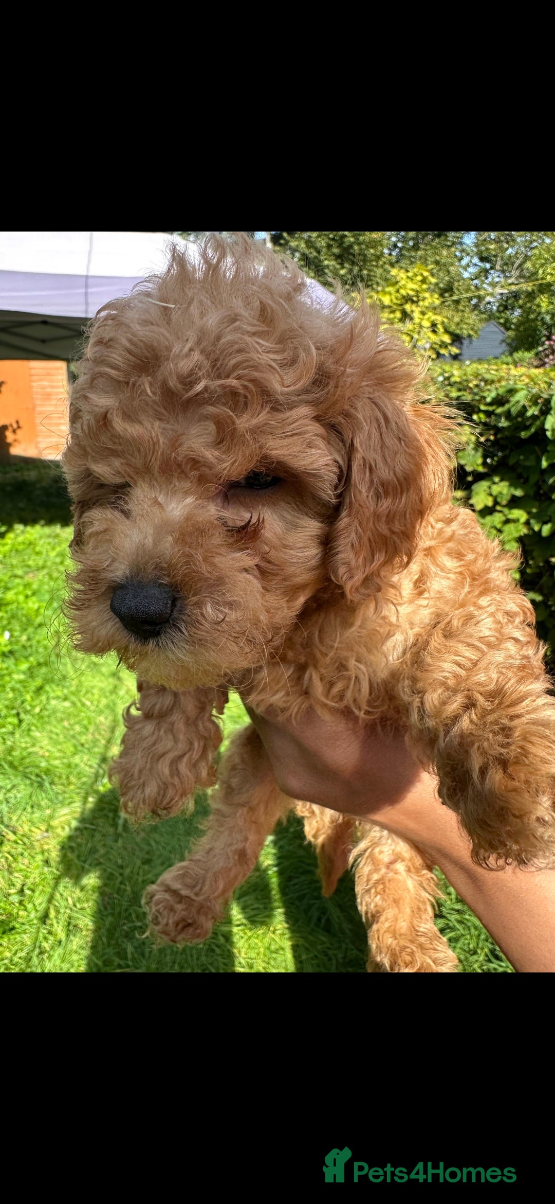 Toy Poodle dogs for sale:  High Quality KC Registered Red Toy Poodle Puppies - Image 17