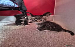 Mixed Breed cats for sale: Gorgeous Tabby x Tuxedo male kitten  - Image 1