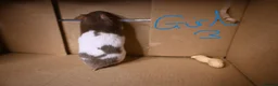 Hamster rodents for sale: Mixed Syrian hamsters ready to go  in Preston - Advert 25