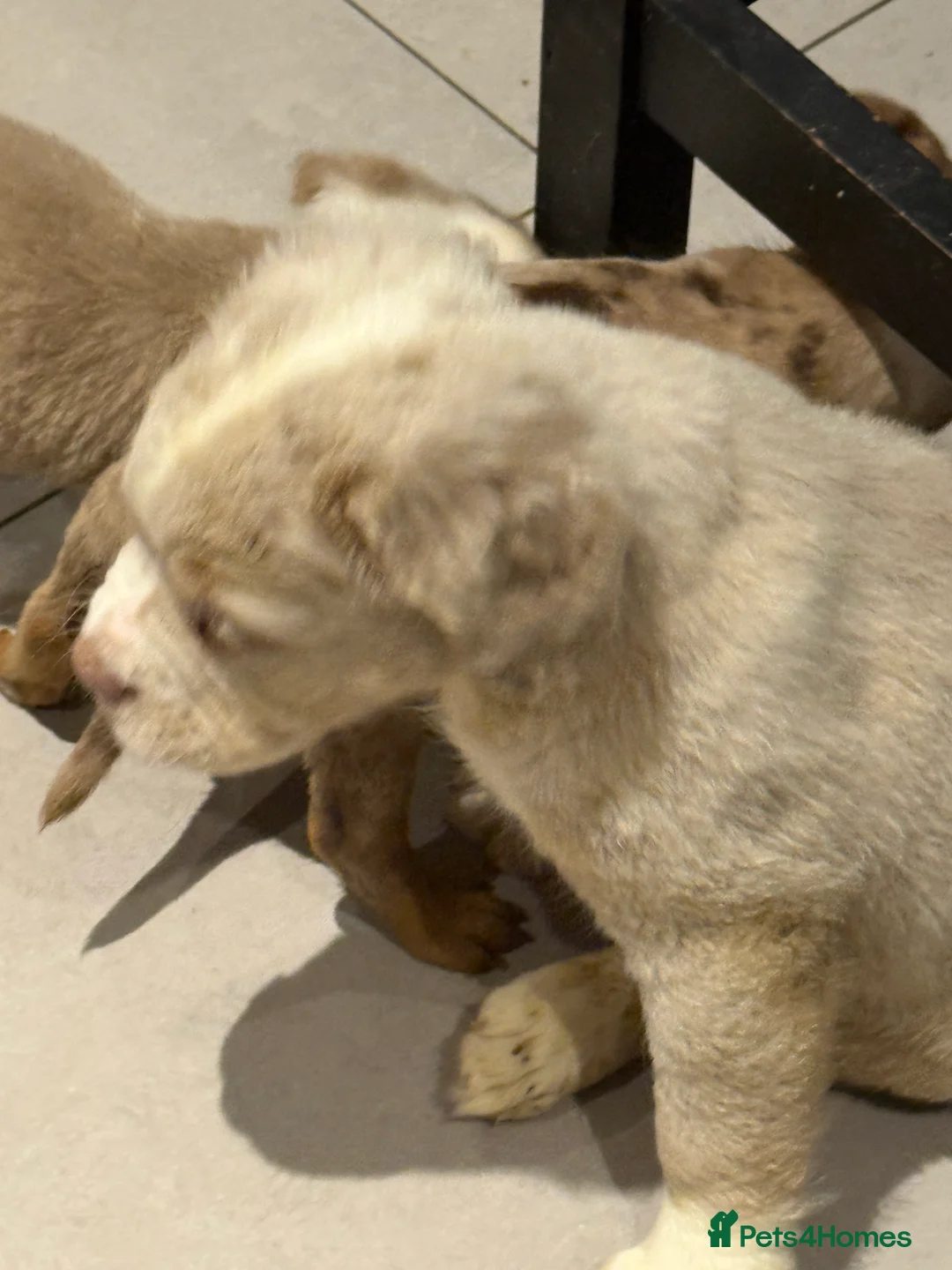 Old Tyme Bulldog dogs for sale: Olde English Fluffy bulldog puppies - Advert 29