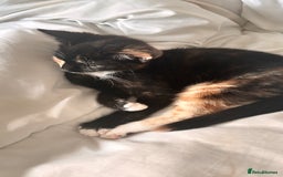 Mixed Breed cats for sale: Delightful mix-breed Siamese-black calico-kittens - Image 17