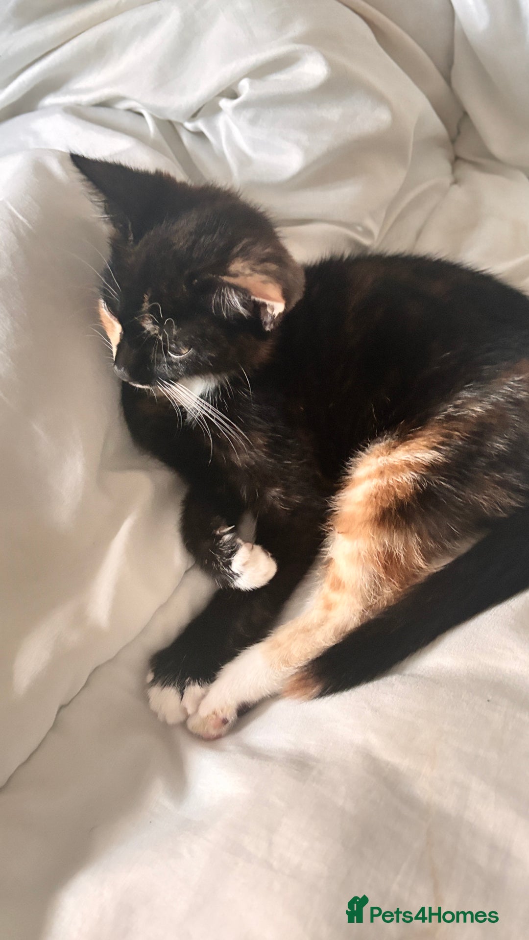 Mixed Breed cats for sale: Delightful mix-breed Siamese-black calico-kittens - Image 17