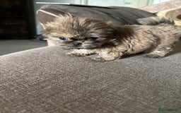 Shih Tzu dogs for sale: Shih Tzu Puppies for sale - Image 3