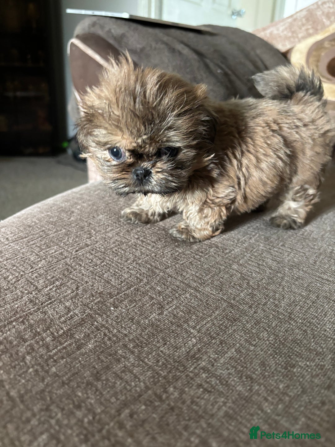 Shih Tzu dogs for sale: Shih Tzu Puppies for sale - Image 3