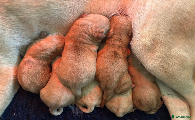 Labrador Retriever dogs - Advert 1