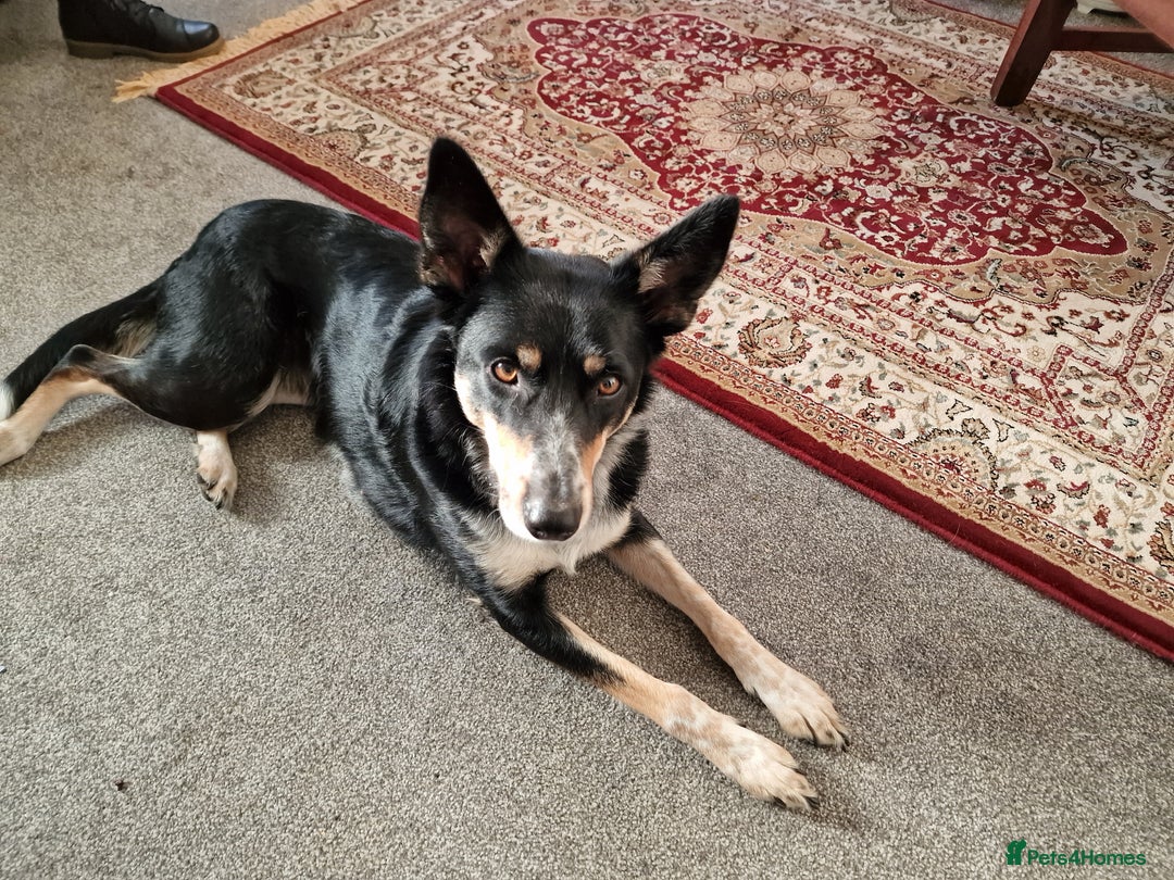 Border Collie dogs for sale: Loving 2yo Border Collie - Great with Kids - Advert 2