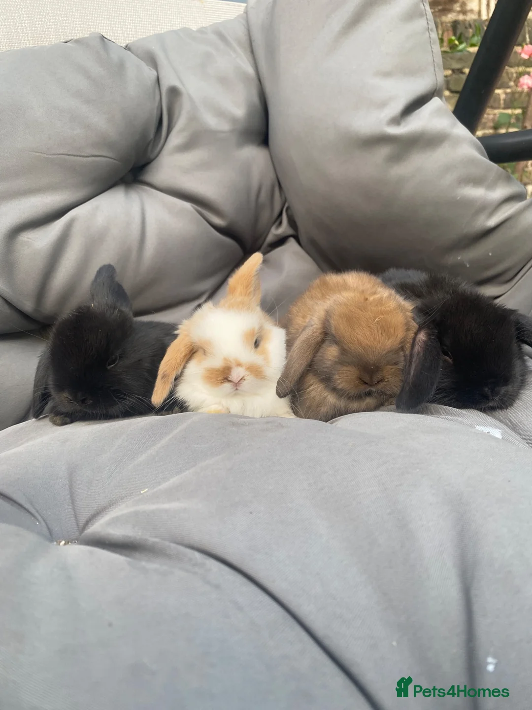 Mini Lop rabbits for sale: MINI LOP BUNNIES  - Advert 4