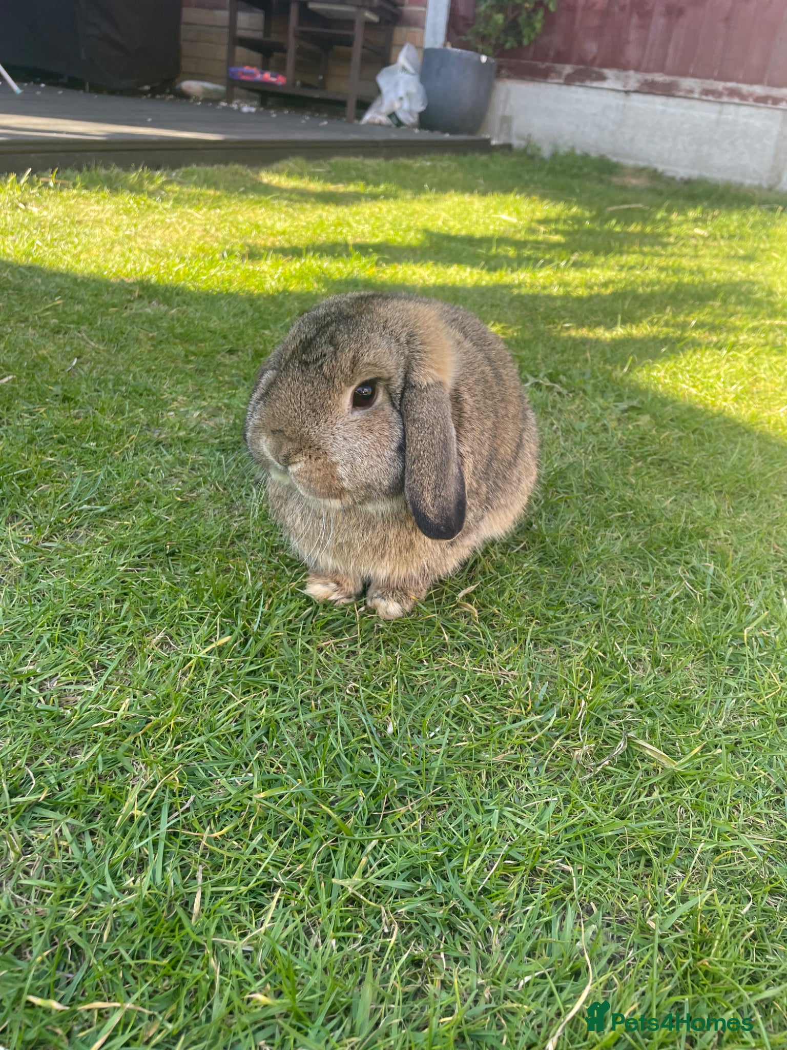 Mini Lop rabbits Mini Lop - Male And Female Mini Lionhead  - Advert 18